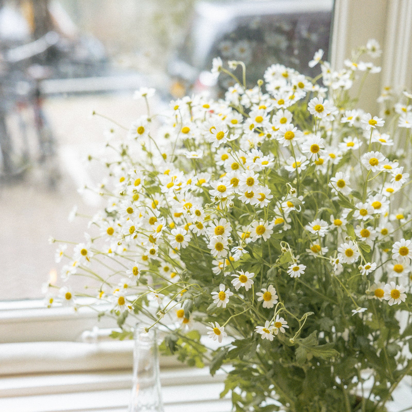 White daisies by window warm natural light LLIOR